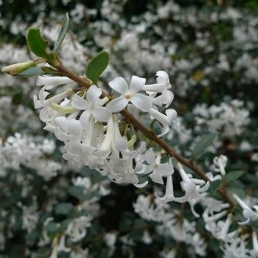 Osmanthus delavayi 'Latifolius'
